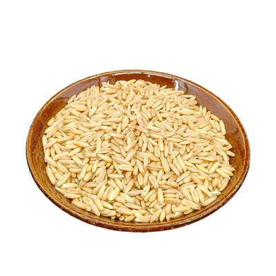 东北燕麦米全胚芽25年农家新米需煮粗粮早餐粥杂粮农家自种燕麦仁