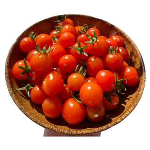 瀑布小番茄苗千禧圣女果苗秧盆栽水果矮生老品种蔬菜种子籽蕃阳台