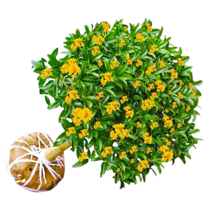 桂花树苗四季桂盆栽大树丹桂金桂庭院浓香型花卉植物室内绿植开花