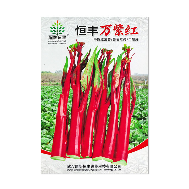 鼎新恒丰万紫红菜苔种子