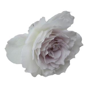 2008日系ルファLucifer路西法Gabriel六翼加百列大天使紫灰白月季