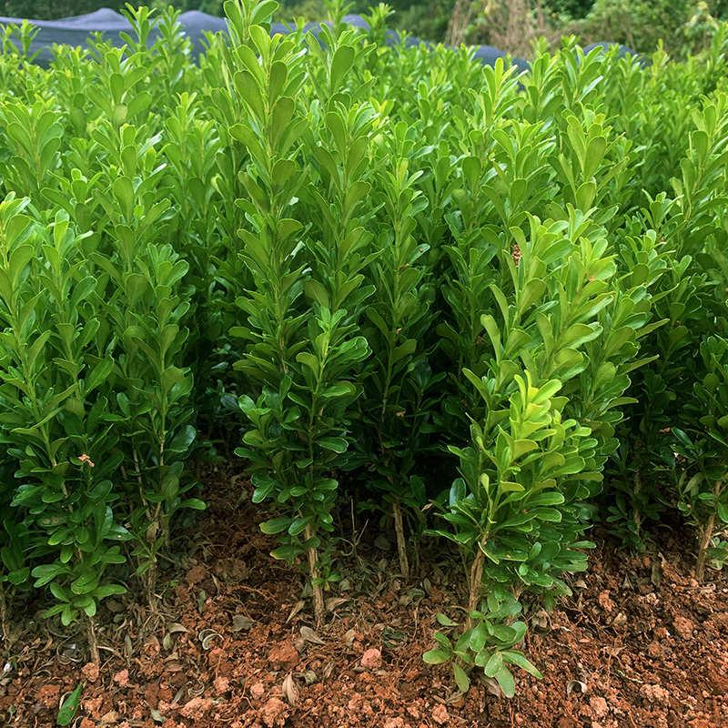 雀舌黄杨树苗球小叶黄杨球瓜子黄杨苗四季常青耐阴常绿庭院绿篱