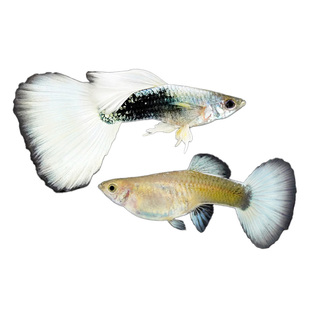 孔雀热带观赏鱼凤尾淡水小鱼易繁殖好养耐活耐养金鱼凤尾斑马活鱼