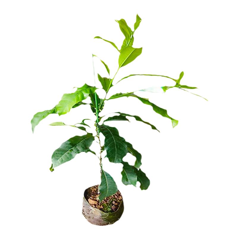 冬蜜黄晶果树苗特大6号黄晶果苗