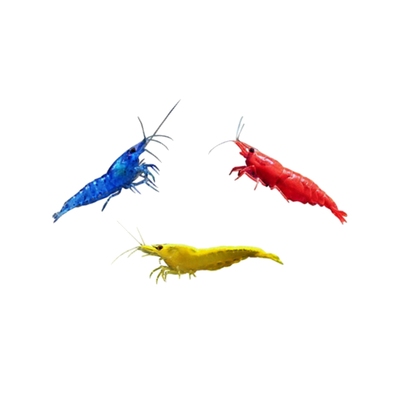 七彩观赏虾淡水极火虾黑壳虾除藻