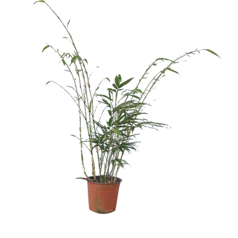 趣味植物罗汉竹形状独特庭院美观