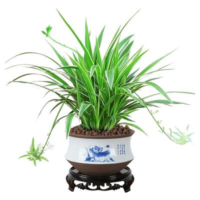 金边吊兰盆栽绿萝花卉绿植室内水培植物多肉办公室好养发财树桌面