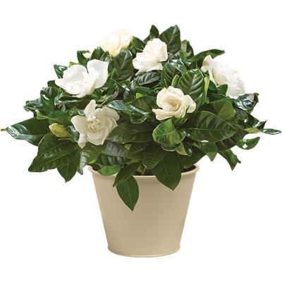 虹越栀子花盆栽室内阳台