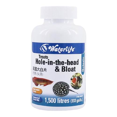 正品英国大白片水族箱鱼缸龙鱼罗汉观赏鱼肠炎内寄头洞凸眼外寄等