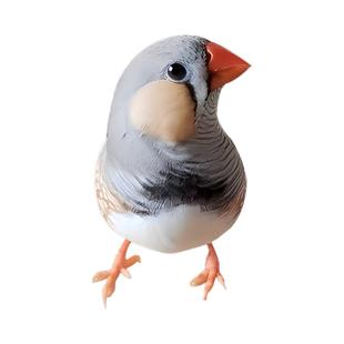 珍珠鸟宠物活物灰白文鸟七彩文鸟灰白珍珠活鸟萌宠物鸟一对小鸟活