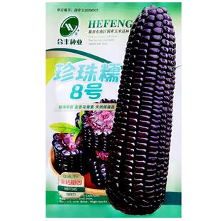 珍珠糯8号国审甜糯紫黑玉米种子非转基因粘苞谷种籽农家田园蔬菜