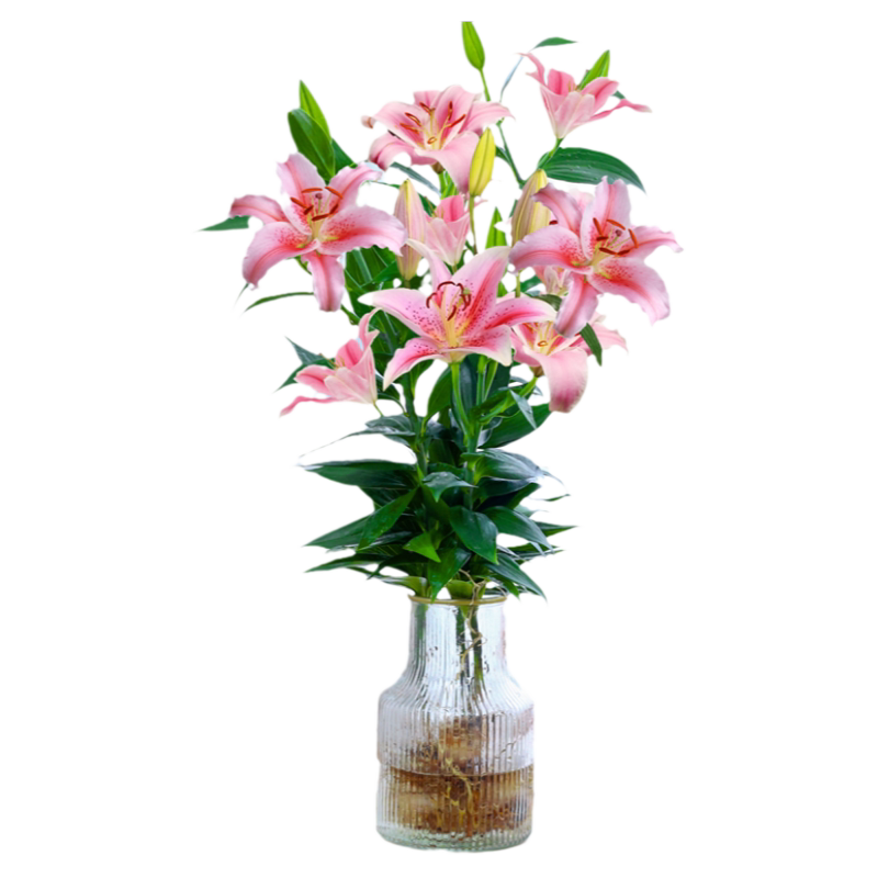 水培植物香水百合花盆栽带花苞室内办公室客厅好养花卉水养插花