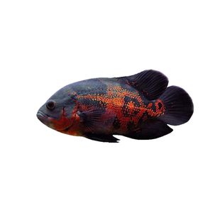 中大型热带地图鱼白地图黑地图淡水鱼活体猪仔鱼活体招财风水鱼包