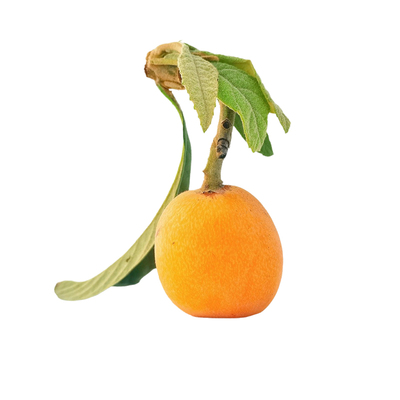 现摘顺丰甄选品牌高山大五星枇杷