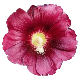 蜀葵花种子复瓣混色桃梦四季易种花草卉盆栽植物花种籽子野花花卉