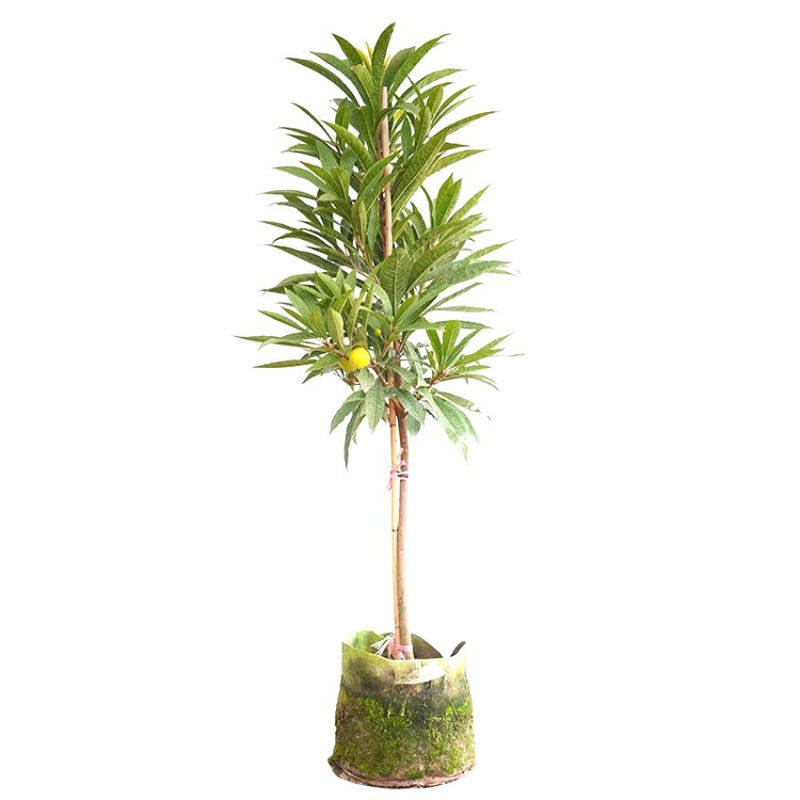 鸡蛋果苗嫁耀堂接仙桃苗四季蛋黄果树果苗盆栽南方种植名贵果树