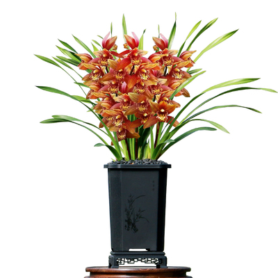 翁源兰花大花蕙兰醉美人带花浓香