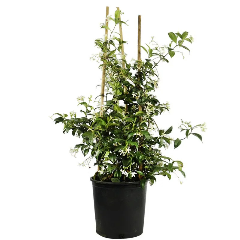 风车茉莉盆栽花卉大苗爬藤蔓耐寒室外庭院绿植物耐热四季开花小苗