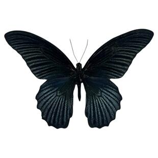 真蝴蝶原蝶美凤蝶未展翅蝴蝶标本制作diy研学手工材料A1/A-品质