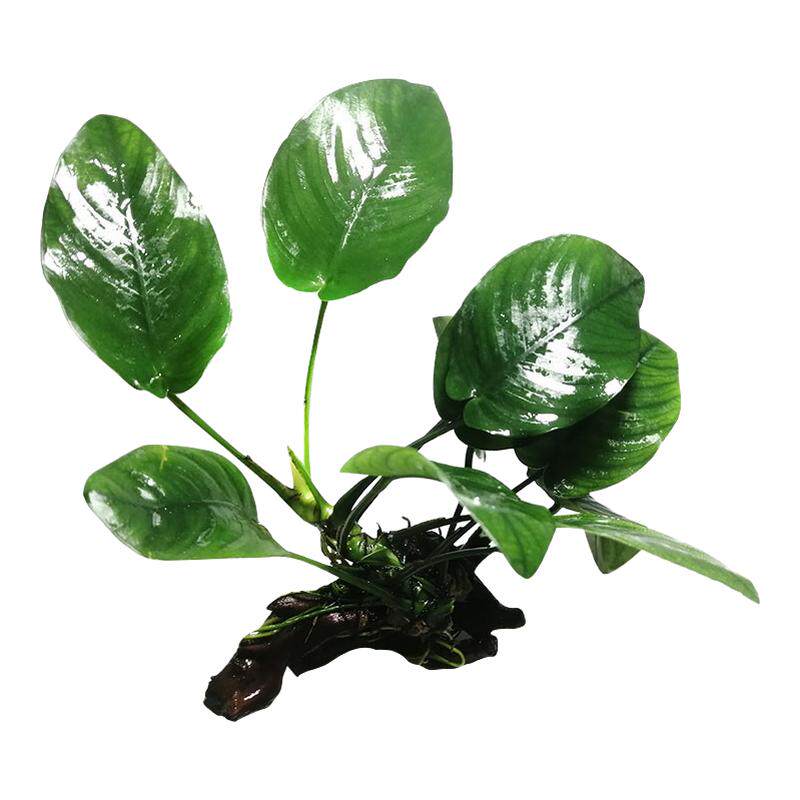 鱼缸水榕沉木活体水草水族箱造景装饰新手懒人直接沉底不用底砂