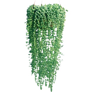 吊兰多肉植物 情人泪 佛珠盆栽花卉室内阳台花卉好养易活盆栽包邮