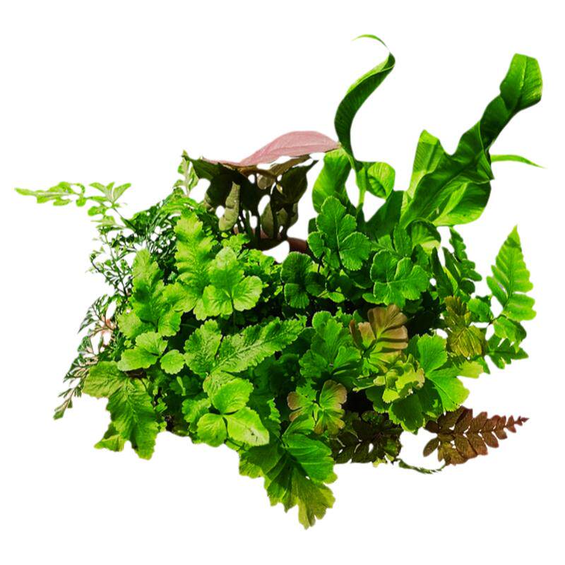 苔藓微景观水陆缸生态缸小植物网纹草蕨类创意迷你植物造景材料
