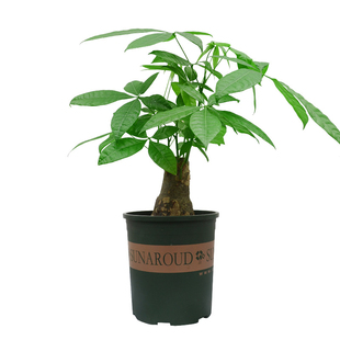 金叶子发财树小盆栽植物办公室内客厅绿植盆景四季常青耐干阴花卉