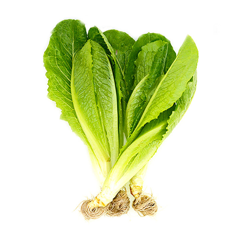四季孔雀菜种子耐高温绿青菜沙拉菜种孑籽种植高产农菜园种籽大全