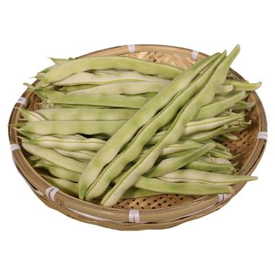 蔬菜花皮高产春秋早熟豆角种子