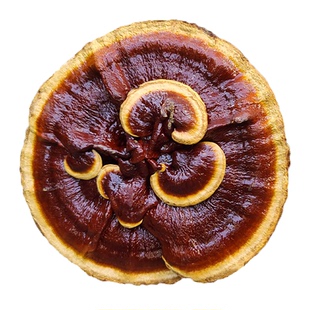 20-30厘米半野生灵芝观赏特大灵芝摆件林芝盆景赤灵芝整支带柄根