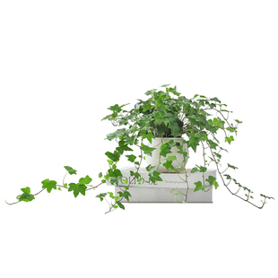 常春藤盆栽花卉植物室内花苗吊兰垂吊爬藤绿植净化空气盆景