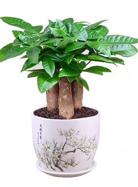 发财树小盆栽花卉绿植物办公室内高颜值绿萝文竹水培发财树好养
