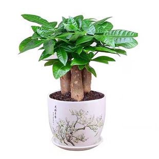 发财树小盆栽花卉绿植物办公室内高颜值绿萝文竹水培发财树好养