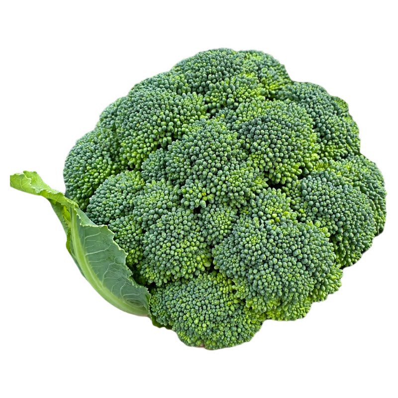 西兰花秧苗带土菜苔种苗食用有机甜杆耐寒正宗各种蔬菜种子秋冬季