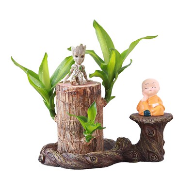 巴西木水养幸运格鲁特树人