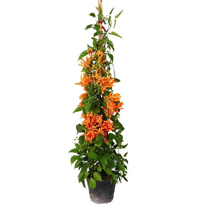 炮仗花苗 爬藤植物 鞭炮花 四季可种阳台庭院垂吊攀援花卉 藤本花