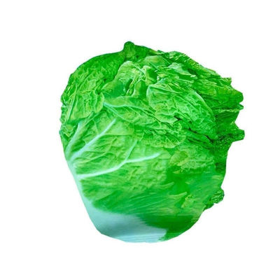 38斤越冬大白菜山东大白菜冬储大白菜抗病高产多叶白菜新鲜蔬菜