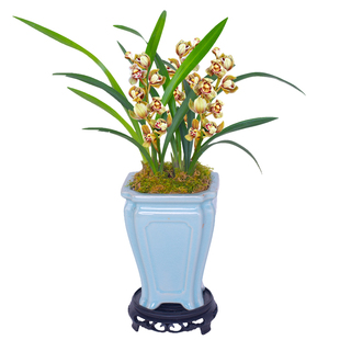 瓷盆栽好【金荷】建兰名贵兰花苗盆栽花卉植物浓香型国兰好养兰草
