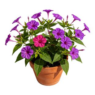 紫茉莉孑花粉豆花状元花地雷花种籽茉莉花籽花种籽子四季播种开花