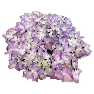 新品绣球花苗大苗三河千鸟佳澄夏洛特公主海军蓝阳台盆栽庭院地栽