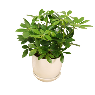 七叶莲盆栽招财室内旺财植物鸭脚木吸甲醛净化空气幸运花卉防辐射