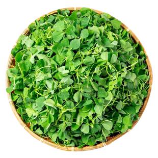 新鲜草头上海本地三叶菜金花菜野菜本地草头苜蓿草一份两斤包邮