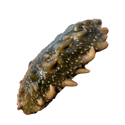 大连鲜活海参免费加工