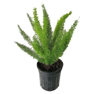 狐尾天门冬盆栽绿植阳台庭院多年生常绿室内花卉植物耐阴趣味绿植