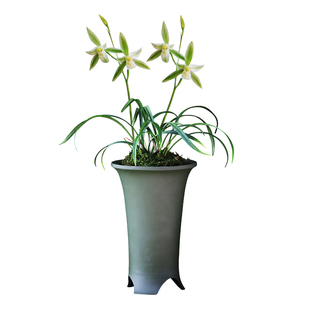 建兰四季兰花黄山雪浓香花卉盆景盆栽土绿植兰带草植物花苞名贵苗