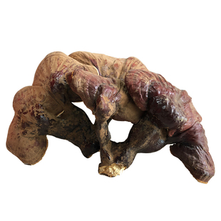 正品西藏灵芝干货藏灵芝整枝整朵200g泡酒煲汤白心灵芝白肉灵芝