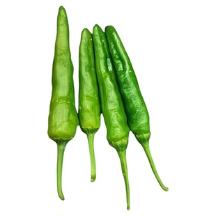 樟树港辣椒苗正宗原种小辣椒苗秧苗种籽青椒苗四季盆栽大田蔬菜苗