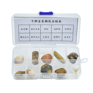 天然古生物化石标本套装矿物矿石原石小学科学课教具儿童探索玩具