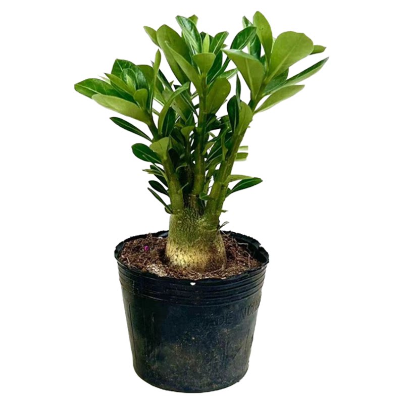 沙漠玫瑰老桩带盆栽好室内花卉绿植小盆景多肉植物开花好养