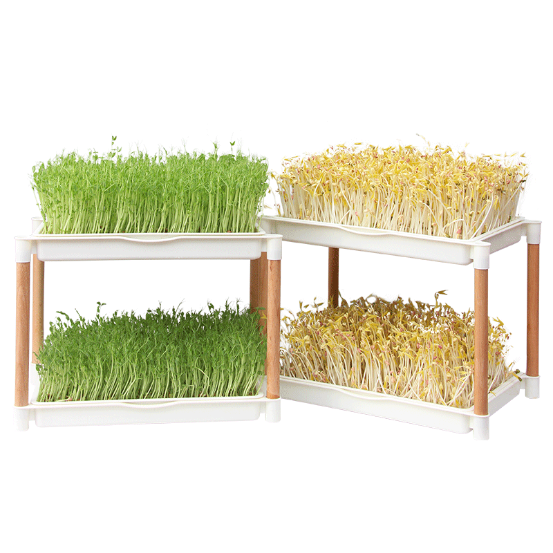 芽苗菜种子豌豆苗种籽水培豆芽菜尖芽苗菜绿豆黄豆四季种蔬菜种子